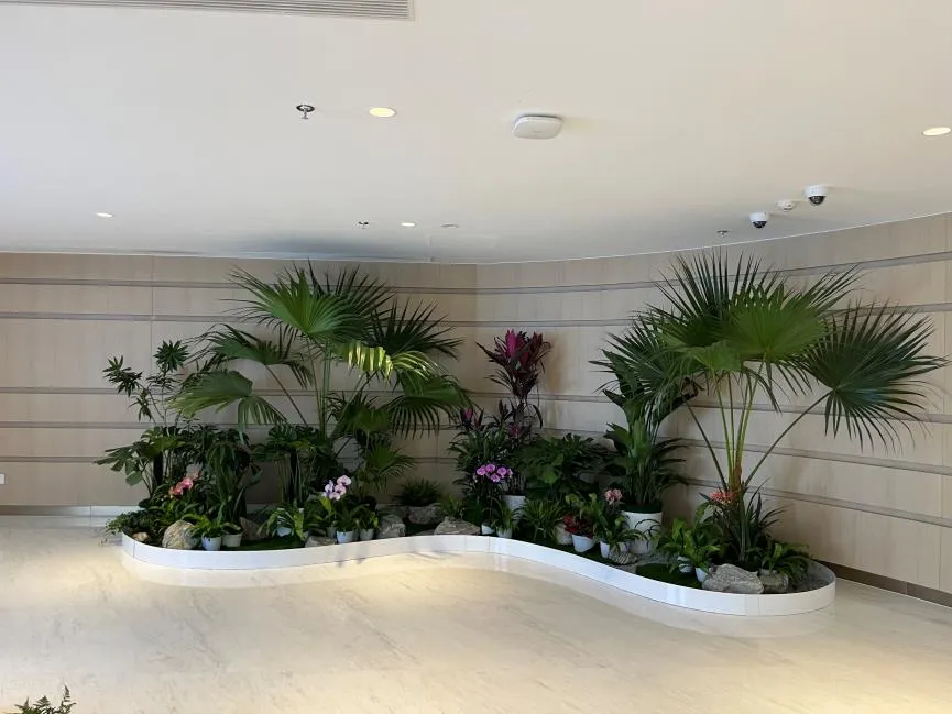 北仑绿植租摆，服务佳的宝藏之选！