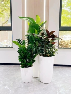 宁波前湾植物出租，价格实惠，让绿色融入日常